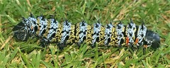 Gonimbrasia belina