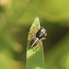 Heliophanus pistaciae