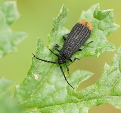 Diatrichalus funereus