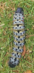 Gonimbrasia belina
