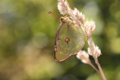 Colias caucasica balcanica