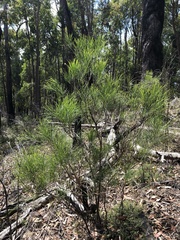 Acacia mucronata longifolia