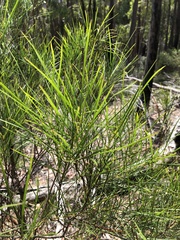 Acacia mucronata longifolia