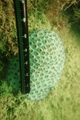 Plesiastrea versipora