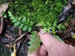 Asplenium