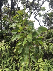 Cheirodendron trigynum