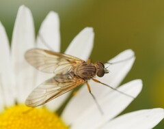 Rhagionidae