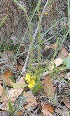 Hibbertia fasciculata