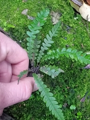Blechnum membranaceum