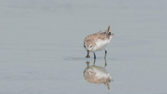 Calidris pygmaea