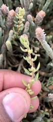 Suaeda novae-zelandiae