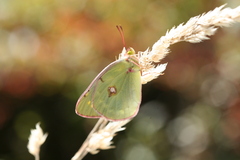 Colias caucasica balcanica