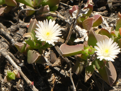 Delosperma guthriei