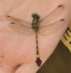 Paragomphus genei
