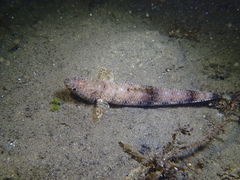 Saurida gracilis