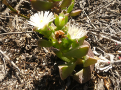 Delosperma guthriei