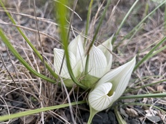 Colchicum melanthoides