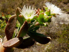 Delosperma guthriei