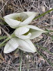 Colchicum melanthoides