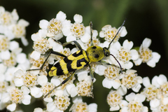 Chlorophorus varius