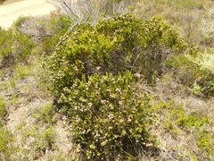 Leucadendron linifolium