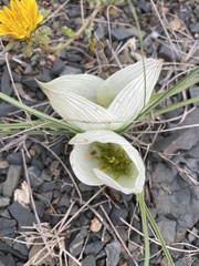Colchicum melanthoides