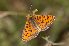 Melitaea trivia