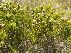 Leucadendron linifolium