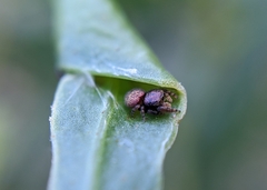 Simaethina