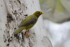 Manorina melanophrys