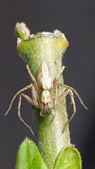 Oxyopes taiwanensis