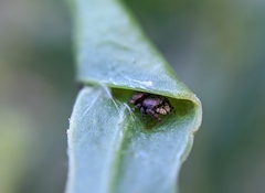 Simaethina