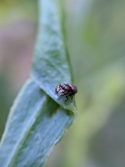 Simaethina