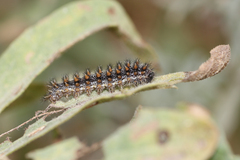 Melitaea phoebe
