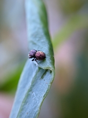 Simaethina