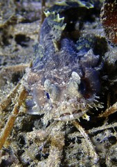 Batrachomoeus dubius