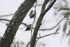 Daphoenositta chrysoptera