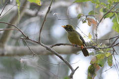 Manorina melanophrys