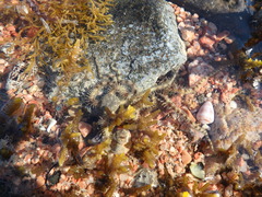 Ophiocoma scolopendrina