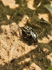 Oxythyrea