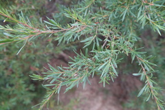 Kunzea ericoides
