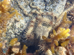 Ophiocoma scolopendrina