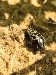 Oxythyrea