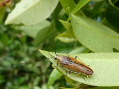 Pseudophyllodromiinae