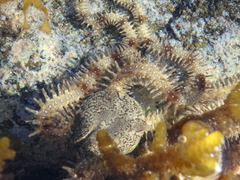 Ophiocoma scolopendrina