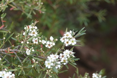 Kunzea ericoides