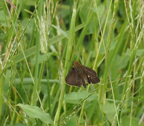 Ocola Skipper