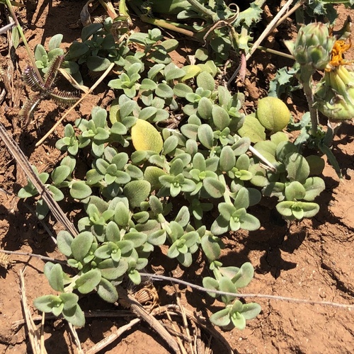 Lipochaeta integrifolia observed 2021-05-17