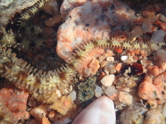 Ophiocoma scolopendrina