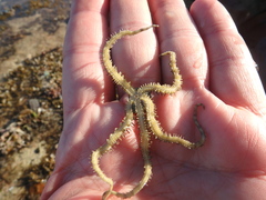 Ophiocoma scolopendrina